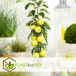 Set De 3 Pommiers - Pot ⌀9cm - H.60-70cm (hauteur Pot Incluse) -VIDA Plantes Magasin 642332687e7c20.05894686