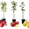 Set De 3 Pommiers - Pot ⌀9cm - H.60-70cm (hauteur Pot Incluse) -VIDA Plantes Magasin 64233268834f67.45768719