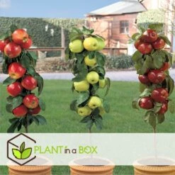 Set De 3 Pommiers - Pot ⌀9cm - H.60-70cm (hauteur Pot Incluse) -VIDA Plantes Magasin 642332688c9973.24149843