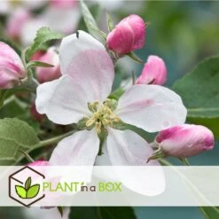 Set De 3 Pommiers - Pot ⌀9cm - H.60-70cm (hauteur Pot Incluse) -VIDA Plantes Magasin 6423326890bc71.46991350