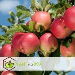 Set De 3 Pommiers - Pot ⌀9cm - H.60-70cm (hauteur Pot Incluse) -VIDA Plantes Magasin 642332689513f1.48220910