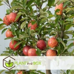 Set De 3 Pommiers - Pot ⌀9cm - H.60-70cm (hauteur Pot Incluse) -VIDA Plantes Magasin 642332689d8f40.55591918