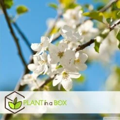 Assorti De 3 Arbres Fruitiers - Pot ⌀9cm - H.60-70cm (hauteur Pot Incluse) -VIDA Plantes Magasin 64233269be5622.46374168