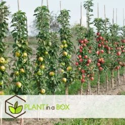 Assorti De 3 Arbres Fruitiers - Pot ⌀9cm - H.60-70cm (hauteur Pot Incluse) -VIDA Plantes Magasin 64233269c23630.71500531