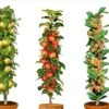 Assorti De 3 Arbres Fruitiers - Pot ⌀9cm - H.60-70cm (hauteur Pot Incluse) -VIDA Plantes Magasin 64233269c64401.92120611