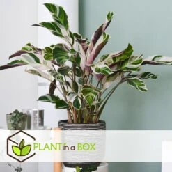 Calathea 'white Fusion' - Pot ⌀14cm - H.30-40cm (hauteur Pot Incluse) -VIDA Plantes Magasin 6423335ecc24f3.00608541