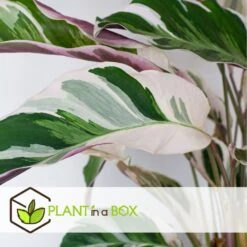 Calathea 'white Fusion' - Pot ⌀14cm - H.30-40cm (hauteur Pot Incluse) -VIDA Plantes Magasin 6423335ed08de5.87372206