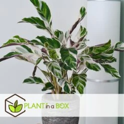 Calathea 'white Fusion' - Pot ⌀14cm - H.30-40cm (hauteur Pot Incluse) -VIDA Plantes Magasin 6423335ed559f6.10005262