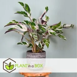 Calathea 'white Fusion' - Pot ⌀14cm - H.30-40cm (hauteur Pot Incluse) -VIDA Plantes Magasin 6423335ee30885.64669425