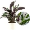 Calathea 'white Fusion' - Pot ⌀14cm - H.30-40cm (hauteur Pot Incluse) -VIDA Plantes Magasin 6423335ee80741.51158729