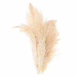 6 Herbes De Palma Séchées Naturelles -VIDA Plantes Magasin 64258467cf48a9.13929074