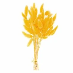 Lagurus Séchés Jaune - 45 Cm -VIDA Plantes Magasin 6425846d9c72d2.72849610