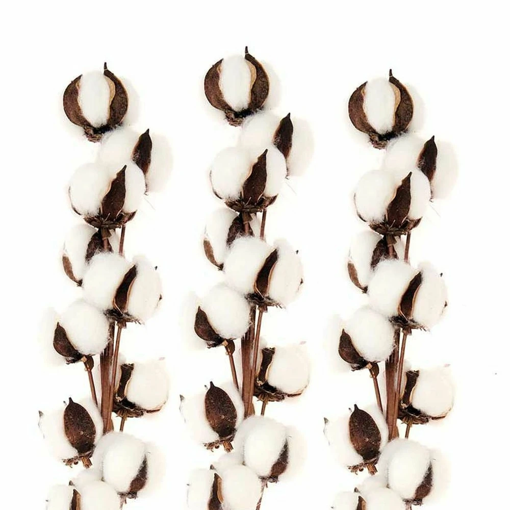 3 Branches De Coton Séché 10 Fleurs - 70 Cm 3 3 Branches De Coton Séché 10 Fleurs - 70 Cm