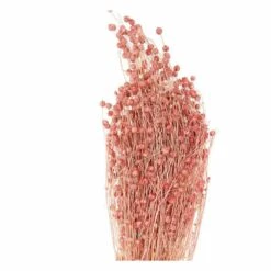 Lins Séchés Rose - 70 Cm -VIDA Plantes Magasin 64258477b18a93.92541116