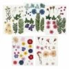 100 Fleurs Séchées Et Pressées Multicolores -VIDA Plantes Magasin 6425847999c472.81672355
