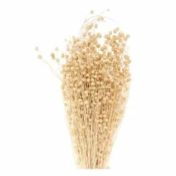 Lins Séchés Naturel - 70 Cm -VIDA Plantes Magasin 6425847b173239.47884518