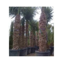 Trachycarpus Fortunei (palmier Chanvre, Palmier Moulin à Vent) Doubletroncs - Tronc A 80-100 Cm - Tronc B 60-80 Cm -VIDA Plantes Magasin 6425e048a37be6.83584818