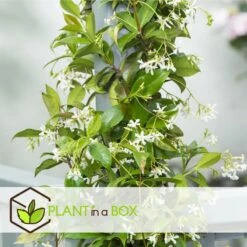 Jasmin Xl - Set De 2 - Vigne Grimpante - Pot 17cm - Hauteur 110-120cm 9 Jasmin Xl - Set De 2 - Vigne Grimpante - Pot 17cm - Hauteur 110-120cm -VIDA Plantes Magasin 6426d296c62e83.77898784