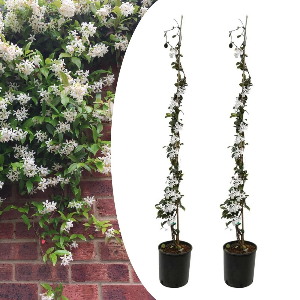 Jasmin Xl - Set De 2 - Vigne Grimpante - Pot 17cm - Hauteur 110-120cm 3 Jasmin Xl - Set De 2 - Vigne Grimpante - Pot 17cm - Hauteur 110-120cm