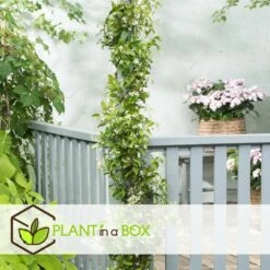 Jasmin Xl - Set De 2 - Vigne Grimpante - Pot 17cm - Hauteur 110-120cm 7 Jasmin Xl - Set De 2 - Vigne Grimpante - Pot 17cm - Hauteur 110-120cm -VIDA Plantes Magasin 6426d296d212d4.91269698