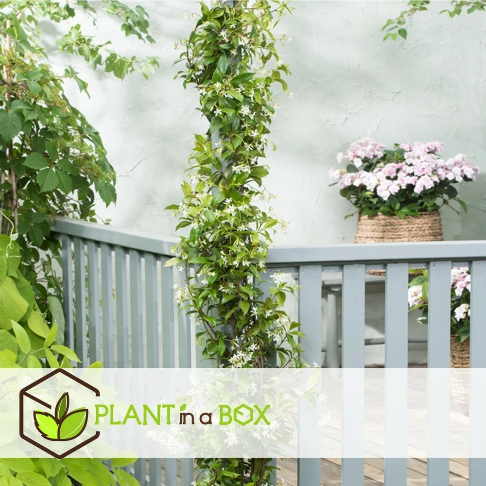 Jasmin Xl - Set De 2 - Vigne Grimpante - Pot 17cm - Hauteur 110-120cm 4 Jasmin Xl - Set De 2 - Vigne Grimpante - Pot 17cm - Hauteur 110-120cm â Image 2