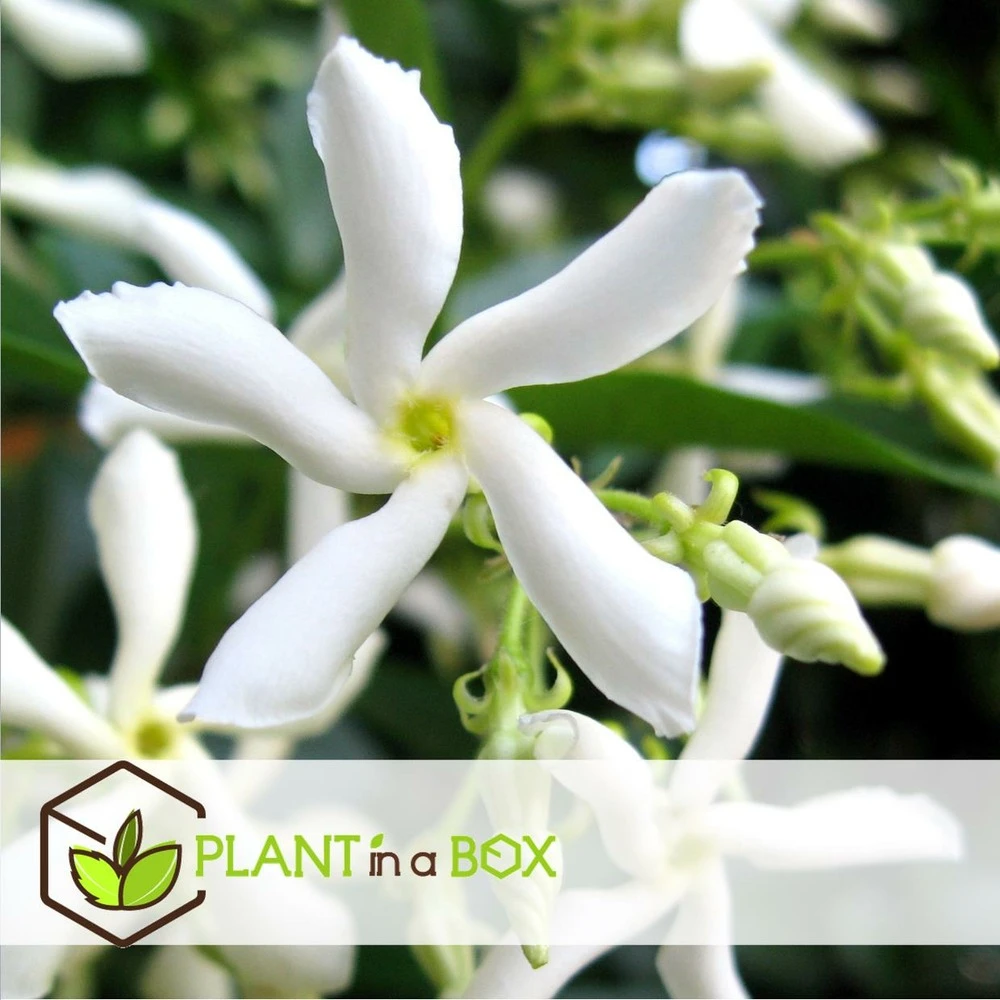 Jasmin Xl - Set De 2 - Vigne Grimpante - Pot 17cm - Hauteur 110-120cm 5 Jasmin Xl - Set De 2 - Vigne Grimpante - Pot 17cm - Hauteur 110-120cm â Image 3