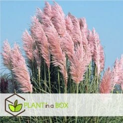 Cortaderia Selloana - Set De 3 - La Pampa - Rose - Pot 9cm - Hauteur 25-40cm -VIDA Plantes Magasin 6426d369de0020.70880671