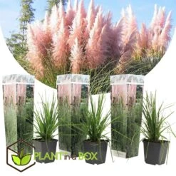 Cortaderia Selloana - Set De 3 - La Pampa - Rose - Pot 9cm - Hauteur 25-40cm -VIDA Plantes Magasin 6426d369ed3477.62160885