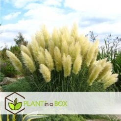 Cortaderia Selloana - Set De 3 - La Pampa - Blanc - Pot 9cm - Hauteur 25-40cm 9 Cortaderia Selloana - Set De 3 - La Pampa - Blanc - Pot 9cm - Hauteur 25-40cm -VIDA Plantes Magasin 6426d36bc2a668.31887290