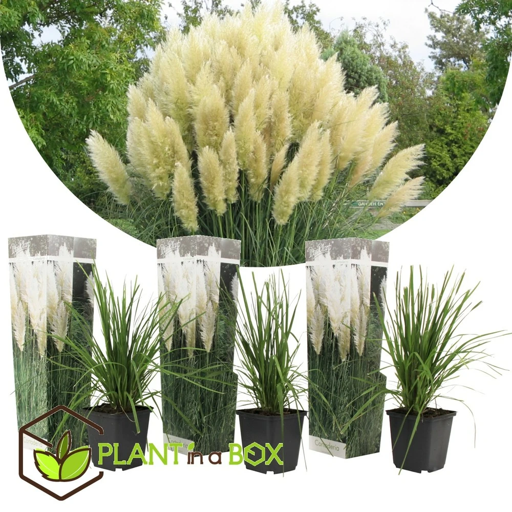 Cortaderia Selloana - Set De 3 - La Pampa - Blanc - Pot 9cm - Hauteur 25-40cm 5 Cortaderia Selloana - Set De 3 - La Pampa - Blanc - Pot 9cm - Hauteur 25-40cm – Image 3