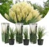 Cortaderia Selloana - Set De 3 - La Pampa - Blanc - Pot 9cm - Hauteur 25-40cm -VIDA Plantes Magasin 6426d36bd0a813.18854186