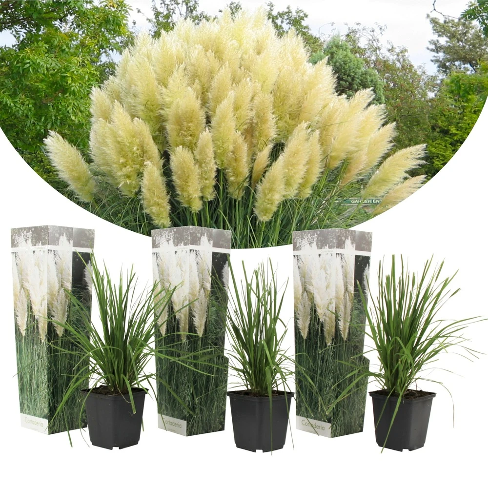 Cortaderia Selloana - Set De 3 - La Pampa - Blanc - Pot 9cm - Hauteur 25-40cm 3 Cortaderia Selloana - Set De 3 - La Pampa - Blanc - Pot 9cm - Hauteur 25-40cm