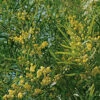 Mimosa 4 Saisons - Le Plant 50/60 Cm En Pot -VIDA Plantes Magasin 6426d374347d18.69140423