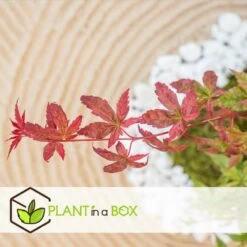 Acer Palmatum 'beni Maiko' - érable Du Japon - Pot 19cm - Hauteur 60-70cm -VIDA Plantes Magasin 6426d375c7d192.60013909