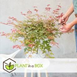 Acer Palmatum 'beni Maiko' - érable Du Japon - Pot 19cm - Hauteur 60-70cm -VIDA Plantes Magasin 6426d375d1a313.38780890