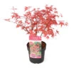 Acer Palmatum 'beni Maiko' - érable Du Japon - Pot 19cm - Hauteur 60-70cm -VIDA Plantes Magasin 6426d375d96087.09576645