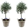 Olea Europaea - Set De 2 - D'olivier Dans Un Panier - Pot 14cm - Hauteur 45-55cm 1 Olea Europaea - Set De 2 - D'olivier Dans Un Panier - Pot 14cm - Hauteur 45-55cm -VIDA Plantes Magasin 6426d381ab70a8.82908966