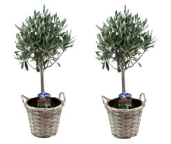 Olea Europaea - Set De 2 - D'olivier Dans Un Panier - Pot 14cm - Hauteur 45-55cm