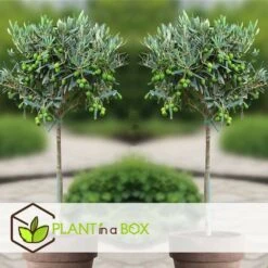 Olea Europaea - Set De 2 - D'olivier Dans Un Panier - Pot 14cm - Hauteur 45-55cm -VIDA Plantes Magasin 6426d381b49471.23857350