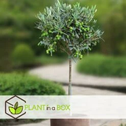 Olea Europaea - Olivier Sur Tige - Set De 2 - Pot 19cm - Hauteur 80-90cm -VIDA Plantes Magasin 6426d3825e57d0.88982353