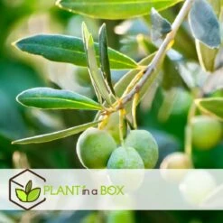 Olea Europaea - Olivier Sur Tige - Set De 2 - Pot 19cm - Hauteur 80-90cm -VIDA Plantes Magasin 6426d38261e215.89894819