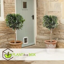 Olea Europaea - Olivier Rustique Sur Tige - Pot 21cm - Hauteur 90-100cm -VIDA Plantes Magasin 6426d382e2f8e4.26607915