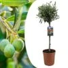 Olea Europaea - Olivier Rustique Sur Tige - Pot 19cm - Hauteur 80-90cm 1 Olea Europaea - Olivier Rustique Sur Tige - Pot 19cm - Hauteur 80-90cm -VIDA Plantes Magasin 6426d383786218.20141647