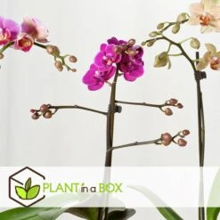 Phalaenopsis Multiflora - Orchidée Pourpre - Pot 12cm - Hauteur 35-45cm -VIDA Plantes Magasin 6426d60ae63df7.98128875