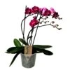 Phalaenopsis Multiflora - Orchidée Pourpre - Pot 12cm - Hauteur 35-45cm -VIDA Plantes Magasin 6426d60aea2495.45627613