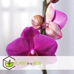 Phalaenopsis Multiflora - Orchidée Pourpre - Pot 12cm - Hauteur 35-45cm -VIDA Plantes Magasin 6426d60b053594.26028170