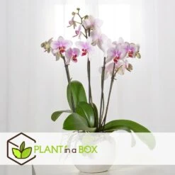 Phalaenopsis Multiflora - Orchidée Rose - Pot 12cm - Hauteur 35-45cm -VIDA Plantes Magasin 6426d60b6b23d5.44197038
