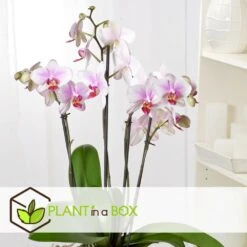 Phalaenopsis Multiflora - Orchidée Rose - Pot 12cm - Hauteur 35-45cm -VIDA Plantes Magasin 6426d60b77b9a2.00287060