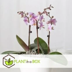 Phalaenopsis Multiflora - Orchidée Rose - Pot 12cm - Hauteur 35-45cm -VIDA Plantes Magasin 6426d60b7c21f4.26692168