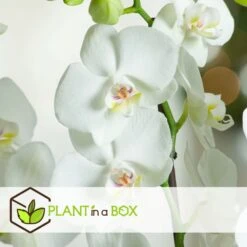 Phalaenopsis Multiflora - Orchidée Blanc - Pot 12cm - Hauteur 35-45cm -VIDA Plantes Magasin 6426d60c19e286.02072511